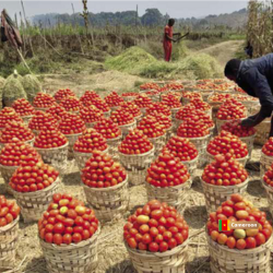 Cageot de tomates de meilleur qualité